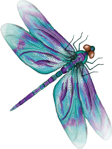 Dragonfly experience mystical souls